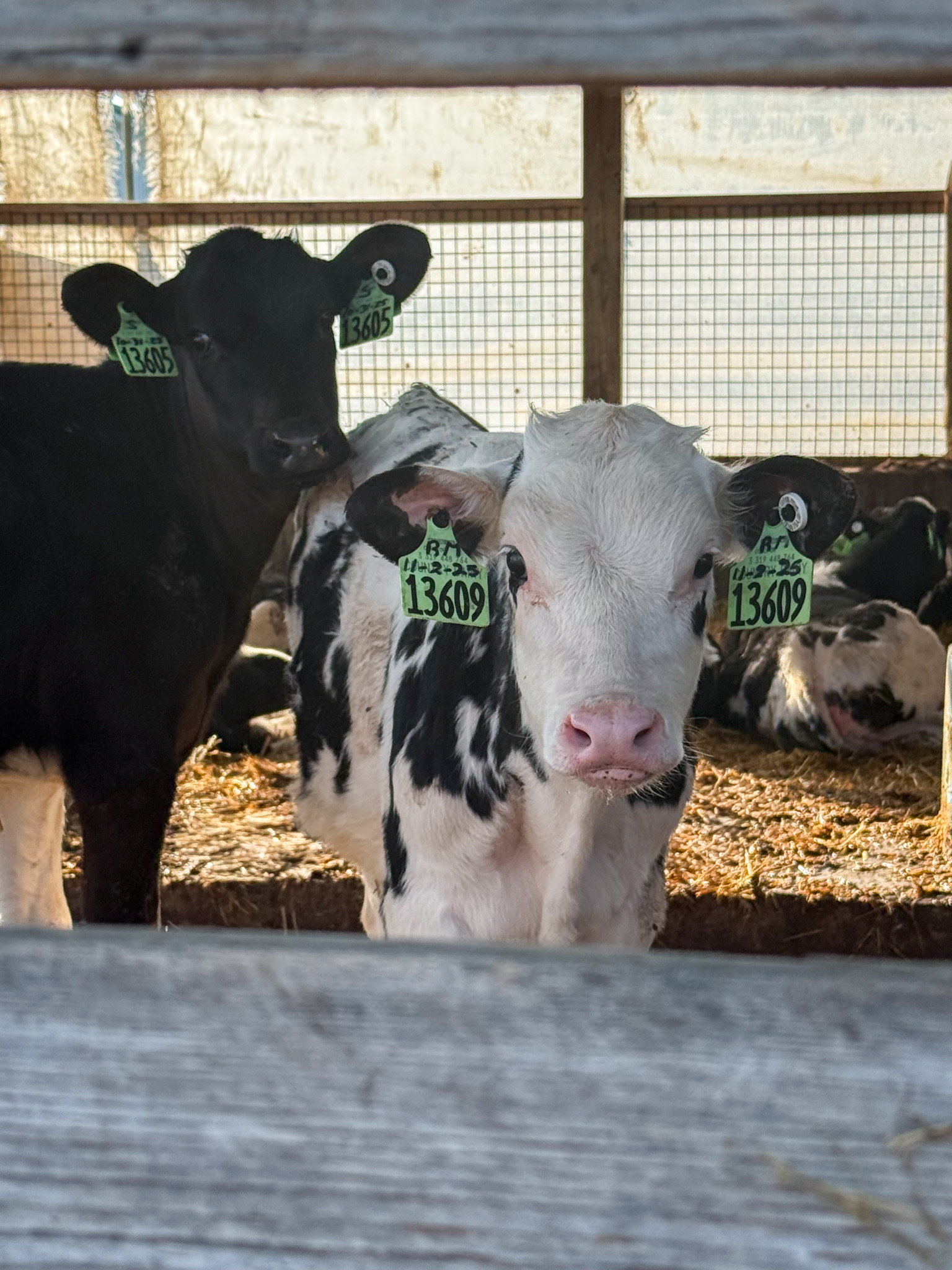 Two girls in the calf barn